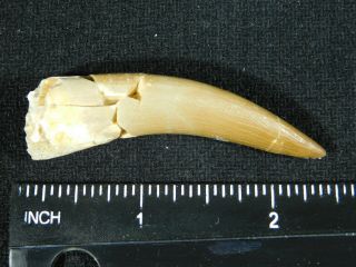 A 100 Natural S.  Maroccanus SPINOSAURUS TOOTH Fossil From Morocco 12.  1gr 3