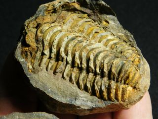 A 100 Natural Flexicalymene Trilobite Fossil in a Split NODULE Morocco 132gr 2