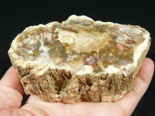 A 210 Million Year Old Polished Petrified Wood Fossil From Madagascar 589gr