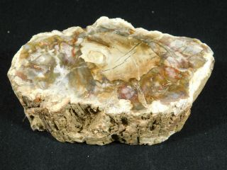A 210 Million Year Old Polished Petrified Wood Fossil From Madagascar 589gr 2