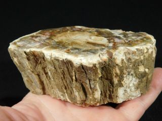 A 210 Million Year Old Polished Petrified Wood Fossil From Madagascar 589gr 3