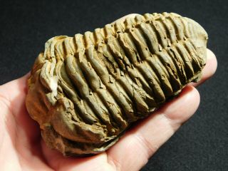 A Big Natural Flexicalymene sp.  Trilobite Fossil Found in Morocco 217gr 2