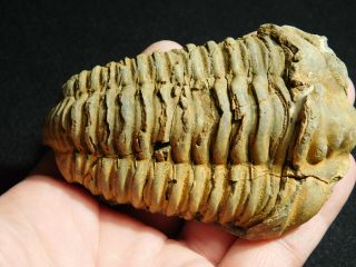 A Big Natural Flexicalymene sp.  Trilobite Fossil Found in Morocco 217gr 3