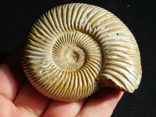 A Polished 200 Million Year Old WHITE Ribbed AMMONITE Fossil 122gr 2