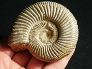 A Polished 200 Million Year Old WHITE Ribbed AMMONITE Fossil 122gr 3