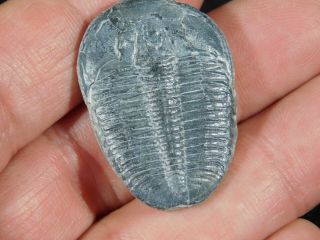 A Larger 100 Natural 500 Million Year Old Elrathia Trilobite Fossil Utah 5.  04 2