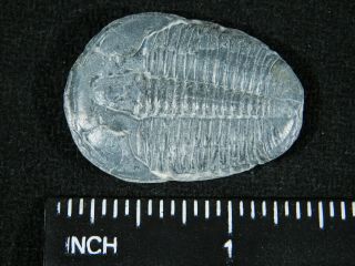 A Larger 100 Natural 500 Million Year Old Elrathia Trilobite Fossil Utah 5.  04 3
