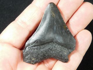 A and 100 Natural Carcharocles MEGALODON Shark Tooth Fossil 28.  9gr 3