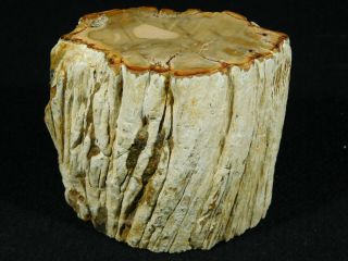 A 210 Million Year Old Polished Petrified Wood Fossil From Madagascar 526gr 2