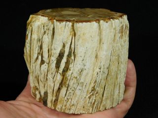 A 210 Million Year Old Polished Petrified Wood Fossil From Madagascar 526gr 3
