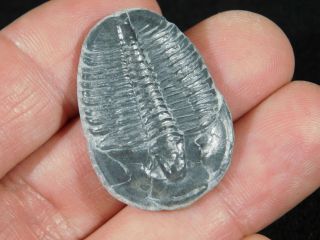 A Larger 100 Natural 500 Million Year Old Elrathia Trilobite Fossil Utah 3.  94 2