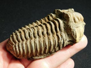 A Big Natural Flexicalymene sp.  Trilobite Fossil Found in Morocco 141gr 2