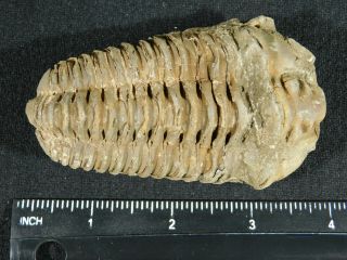 A Big Natural Flexicalymene sp.  Trilobite Fossil Found in Morocco 141gr 3