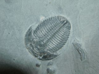 A Perfect 100 Natural Cambrian Era Utah Elrathia Trilobite Fossil 139gr C