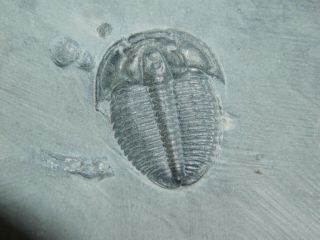 A Perfect 100 Natural Cambrian Era Utah Elrathia Trilobite Fossil 139gr C 3