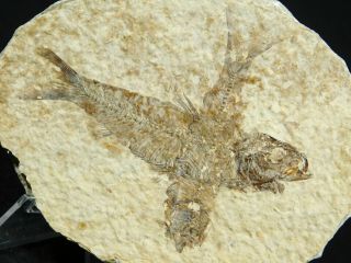 Two 100 Natural 50 Million Year Old Knightia Fish Fossils From Wyoming 107gr