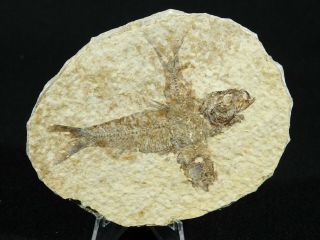TWO 100 Natural 50 Million Year Old Knightia Fish Fossils From Wyoming 107gr 3