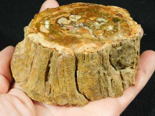 A 210 Million Year Old Polished Petrified Wood Fossil From Madagascar 527gr