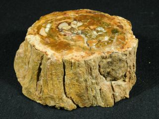A 210 Million Year Old Polished Petrified Wood Fossil From Madagascar 527gr 2