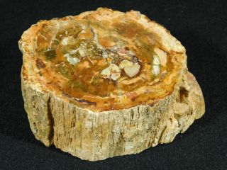 A 210 Million Year Old Polished Petrified Wood Fossil From Madagascar 527gr 3