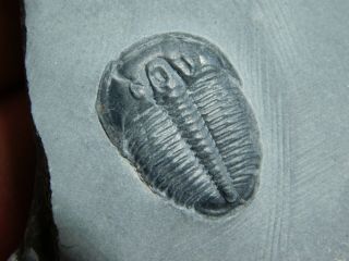 A Perfect 100 Natural Cambrian Era Utah Elrathia Trilobite Fossil 89.  1gr C