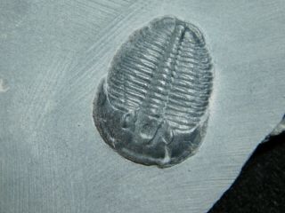 A Perfect 100 Natural Cambrian Era Utah Elrathia Trilobite Fossil 89.  1gr C 2