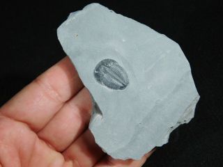 A Perfect 100 Natural Cambrian Era Utah Elrathia Trilobite Fossil 89.  1gr C 3
