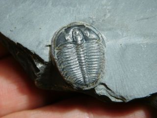 A Perfect 100 Natural Cambrian Era Utah Elrathia Trilobite Fossil 66.  3gr C 2