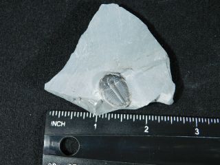 A Perfect 100 Natural Cambrian Era Utah Elrathia Trilobite Fossil 66.  3gr C 3