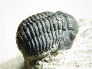 A And 100 Natural Gerastos Granulosus Trilobite Fossil Morocco 50.  3gr