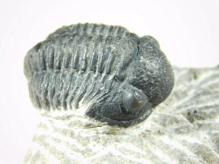 A and 100 NATURAL Gerastos Granulosus Trilobite Fossil Morocco 50.  3gr 2