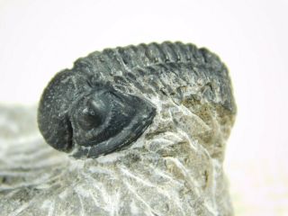 A and 100 NATURAL Gerastos Granulosus Trilobite Fossil Morocco 50.  3gr 3