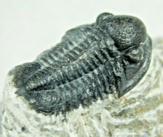 A Small 100 Natural Gerastos Granulosus Trilobite Fossil From Morocco 28.  2gr