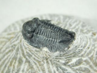 A Small 100 NATURAL Gerastos Granulosus Trilobite Fossil From Morocco 28.  2gr 2