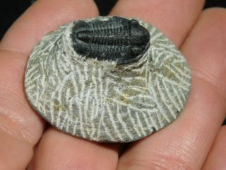 A Small 100 NATURAL Gerastos Granulosus Trilobite Fossil From Morocco 28.  2gr 3