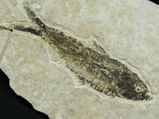 A And 100 Natural Knightia Eocaena Fish Fossil From Wyoming 97.  9gr