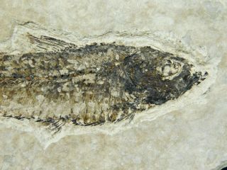 A and 100 Natural Knightia Eocaena Fish Fossil From Wyoming 97.  9gr 2