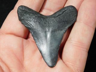 A and 100 Natural Carcharocles MEGALODON Shark Tooth Fossil 18.  1gr 2