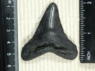 A and 100 Natural Carcharocles MEGALODON Shark Tooth Fossil 18.  1gr 3