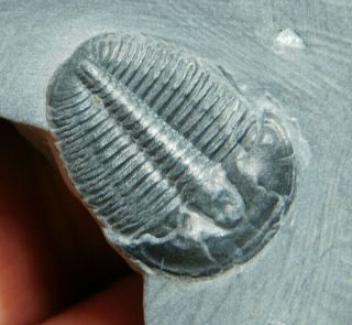 A Perfect 100 Natural Cambrian Era Utah Elrathia Trilobite Fossil 103gr C