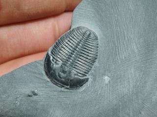 A Perfect 100 Natural Cambrian Era Utah Elrathia Trilobite Fossil 103gr C 2