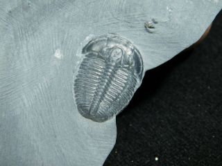 A Perfect 100 Natural Cambrian Era Utah Elrathia Trilobite Fossil 103gr C 3