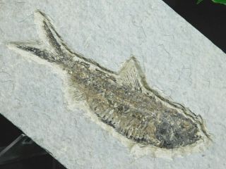 A And 100 Natural Knightia Eocaena Fish Fossil From Wyoming 146gr