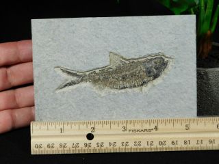 A and 100 Natural Knightia Eocaena Fish Fossil From Wyoming 146gr 2