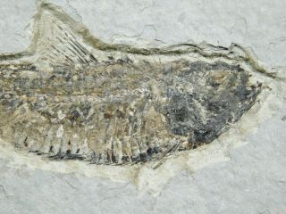 A and 100 Natural Knightia Eocaena Fish Fossil From Wyoming 146gr 3