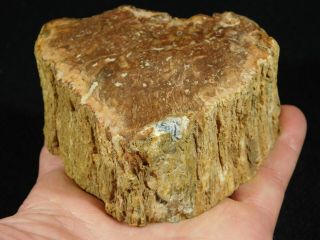 A 210 Million Year Old Polished Petrified Wood Fossil From Madagascar 442gr