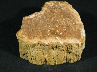 A 210 Million Year Old Polished Petrified Wood Fossil From Madagascar 442gr 2