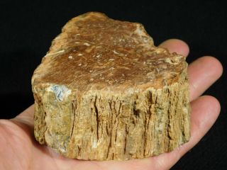 A 210 Million Year Old Polished Petrified Wood Fossil From Madagascar 442gr 3