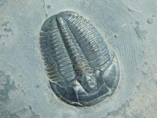 A Perfect 100 Natural Cambrian Era Utah Elrathia Trilobite Fossil 151gr B