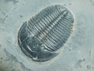 A Perfect 100 Natural Cambrian Era Utah Elrathia Trilobite Fossil 151gr B 2